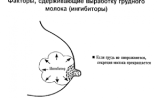 Что надо есть чтоб было много грудного молока