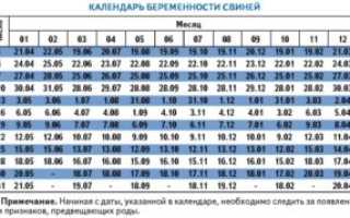 Календарь супоросности даты ожидаемых опоросов