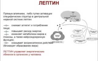 Повышен лептин у женщин